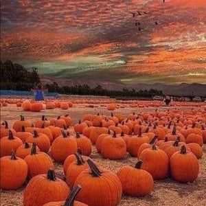 Meet your Posher, Desiree